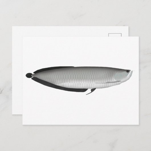 アロワナ銀 ポストカード (正面/裏面)