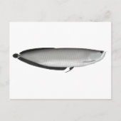 アロワナ銀 ポストカード (正面)