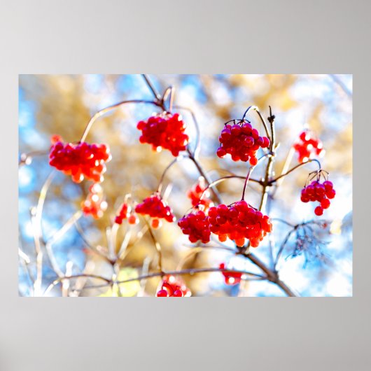 アローウッドベリー ポスター (正面)