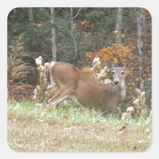 アロードGA湖の秋の鹿 スクエアシール (正面)