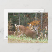 アロードGA湖の秋の鹿 ポストカード (正面/裏面)