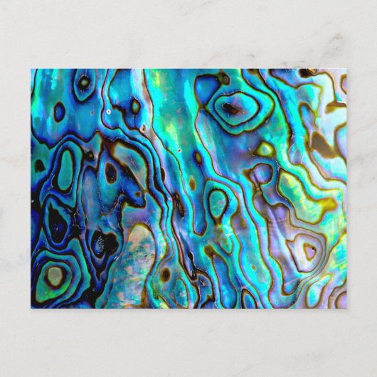 アワビの殻 ポストカード (正面)