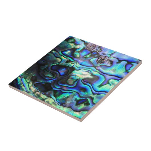 アワビ桐の殻 タイル (側面)