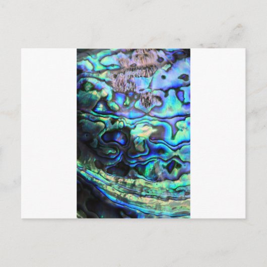 アワビ桐の殻 ポストカード (正面)