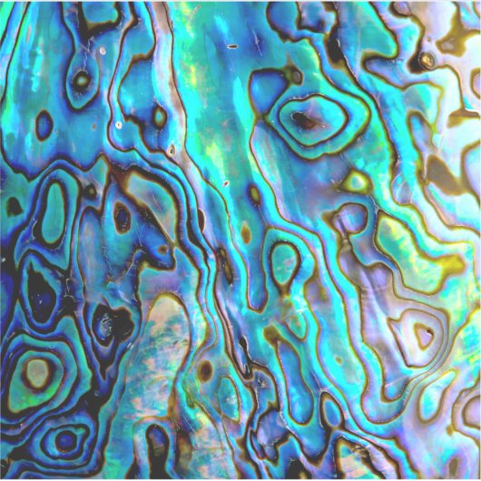 アワビ貝 シール (正面)