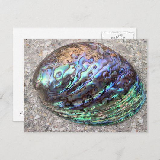 アワビ ポストカード (正面/裏面)