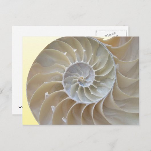 アワビ ポストカード (正面/裏面)