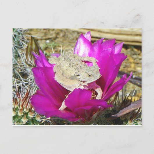 アワーサクティバックヤード開花ズアリザード ポストカード (正面)