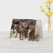 アンガスの肉牛の子牛の空白のな挨拶状 カード (黄色い花)