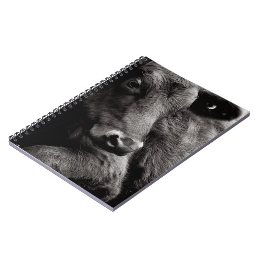 アンガスの黒い雄牛の白黒写真 ノートブック (左側)