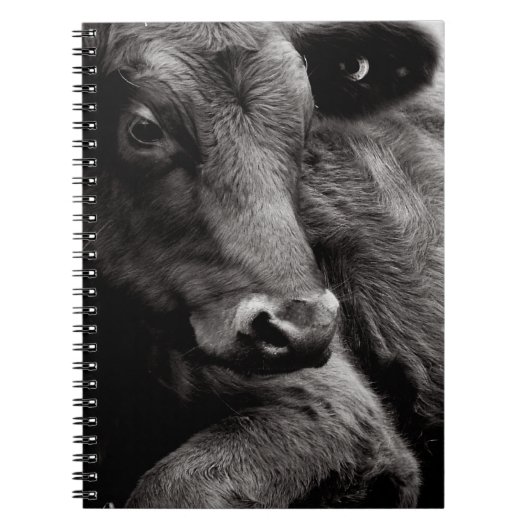 アンガスの黒い雄牛の白黒写真 ノートブック (正面)