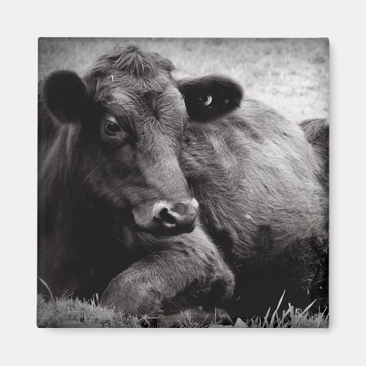 アンガスポートレート マグネット (正面)