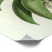 アングラエクムレオニスオーキッド ポスター (角)