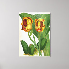 アングロアリュッケリサンギネリンデニアオーキッド キャンバスプリント