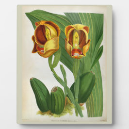 アングロアリュッケリサンギネリンデニアオーキッド フォトプラーク