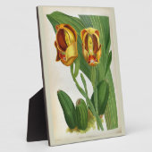 アングロアリュッケリサンギネリンデニアオーキッド フォトプラーク (側面)