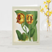 アングーロアルッケリサンギーヌリンデニアオーキッド カード (黄色い花)