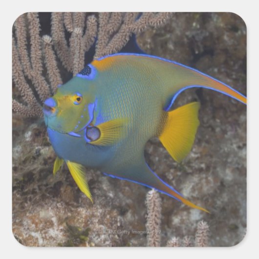 アンゲラフィッシュ女王(Holacanthus ciliaris)水泳 スクエアシール (正面)
