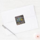 アンゲラフィッシュ女王(Holacanthus ciliaris)水泳 スクエアシール (封筒)