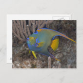 アンゲラフィッシュ女王(Holacanthus ciliaris)水泳 ポストカード (正面/裏面)