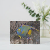 アンゲラフィッシュ女王(Holacanthus ciliaris)水泳 ポストカード (スタンド正面)