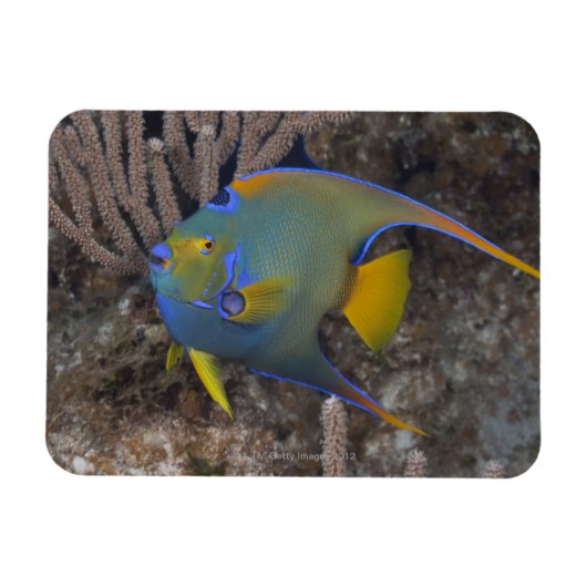 アンゲラフィッシュ女王(Holacanthus ciliaris)水泳 マグネット (横)