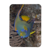 アンゲラフィッシュ女王(Holacanthus ciliaris)水泳 マグネット (縦)