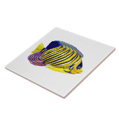 アンゲラ王室のフィッシュ タイル (側面)