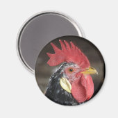 アンコナロー マグネット (正面/裏面)