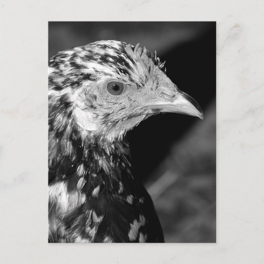 アンコーナヘン ポストカード (正面)