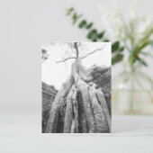 アンコールカンボジア、Tree Ta Prohm ポストカード (スタンド正面)