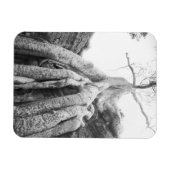 アンコールカンボジア、Tree Ta Prohm マグネット (横)