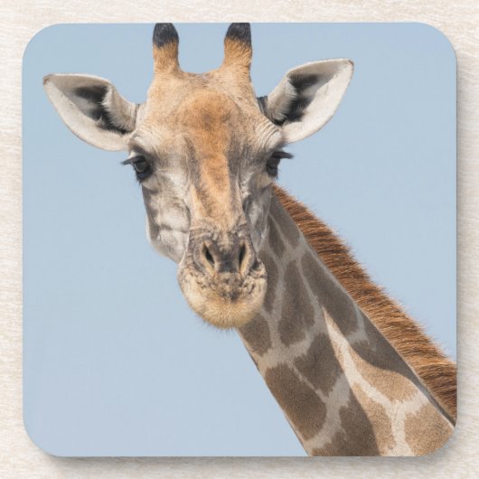 アンゴキリンポートレート コースター (正面)