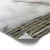 アンゴラウサギ ポスター (角)