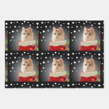 アンゴラキャットホリデイ