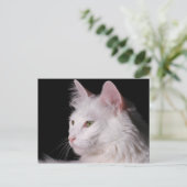 アンゴラ猫はがき ポストカード (スタンド正面)