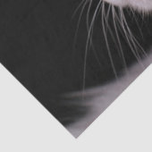 アンゴラ猫ティッシュペーパー 薄葉紙 (詳細)