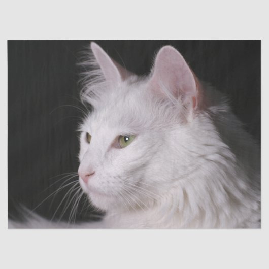 アンゴラ猫ティッシュペーパー 薄葉紙 (正面)