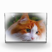 アンゴラ猫 フォトブロック (正面)