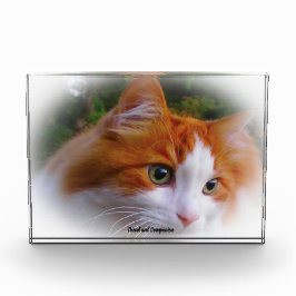 アンゴラ猫 フォトブロック