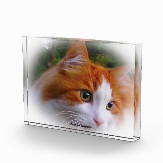 アンゴラ猫 フォトブロック (右)