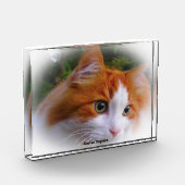 アンゴラ猫 フォトブロック (左)