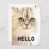 アンゴラ猫 ポストカード (正面/裏面)