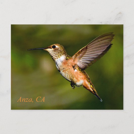 アンザカリフォルニアハミングバードポストカード ポストカード (正面)