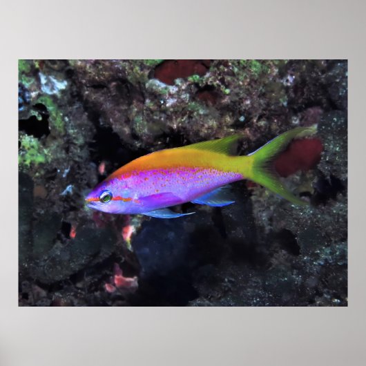 アンシア ポスター (正面)