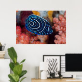 アンジェフィッシュ皇帝の接写 ポスター (ホームオフィス)