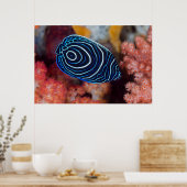 アンジェフィッシュ皇帝の接写 ポスター (キッチン)