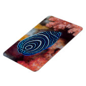 アンジェフィッシュ皇帝の接写 マグネット (左側)