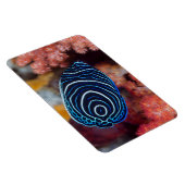 アンジェフィッシュ皇帝の接写 マグネット (右側)