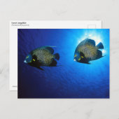 アンジェフフランスのィス ポストカード (正面/裏面)